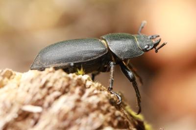 <i>Dorcus parallelipipedus</i>