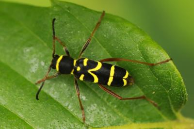 <i>Clytus arietis</i>