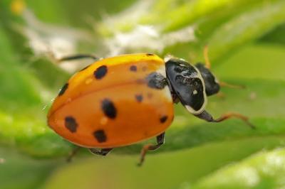 <i>Hippodamia variegata</i>