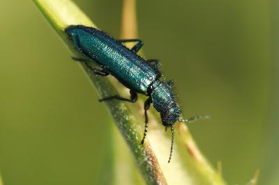 <i>Psilothrix viridicoerulea</i>