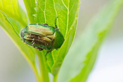 <i>Cetonia aurata</i>