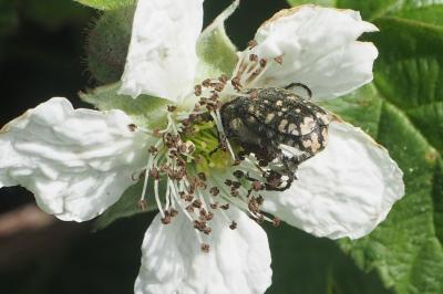 <i>Oxythyrea funesta</i>