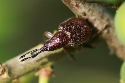 <i>Rhynchites auratus</i>