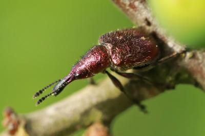 <i>Rhynchites auratus</i>
