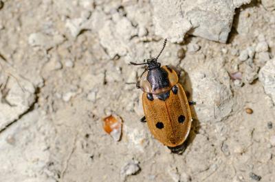 <i>Dendroxena quadrimaculata</i>