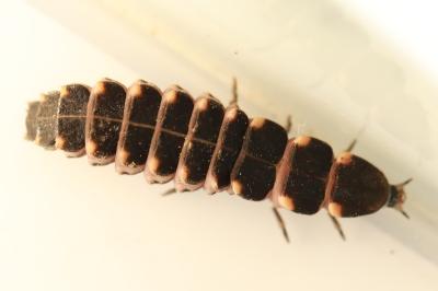 <i>Lampyris</i>