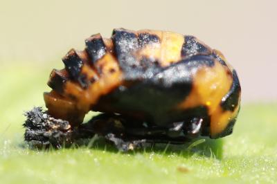 <i>Coccinella septempunctata</i>