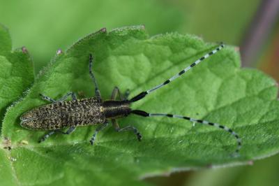 <i>Agapanthia villosoviridescens</i>