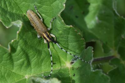 <i>Agapanthia villosoviridescens</i>