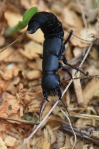 <i>Ocypus</i>