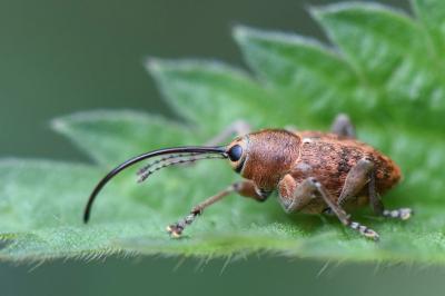 <i>Curculio glandium</i>