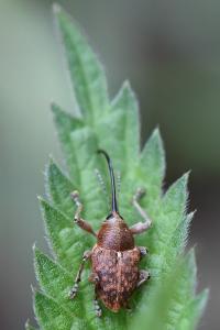 <i>Curculio glandium</i>