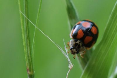 <i>Adalia decempunctata</i>