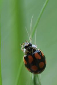 <i>Adalia decempunctata</i>