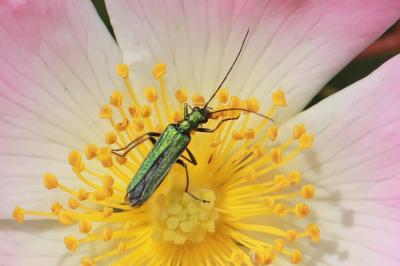 <i>Oedemera nobilis</i>