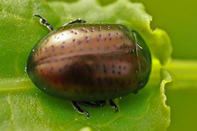<i>Chrysolina hyperici</i>
