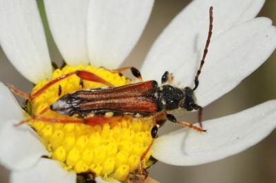 <i>Stenopterus rufus</i>