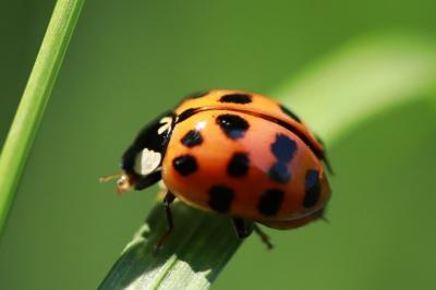 <i>Harmonia axyridis</i>