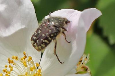 Oxythyrea funesta