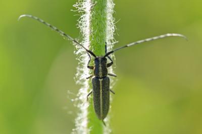 <i>Agapanthia</i>