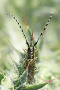 <i>Agapanthia villosoviridescens</i>