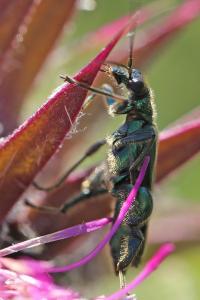 <i>Oedemera nobilis</i>