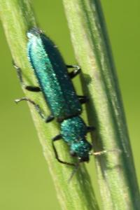 <i>Psilothrix viridicoerulea</i>