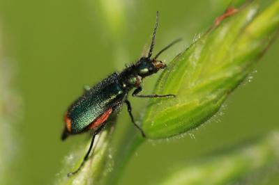<i>Malachius bipustulatus</i>