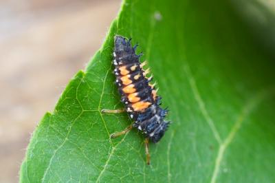 <i>Harmonia axyridis</i>