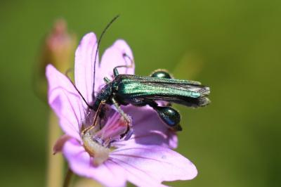 <i>Oedemera nobilis</i>