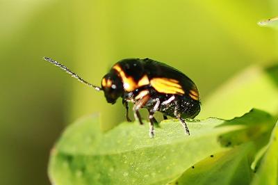 <i>Cryptocephalus moraei</i>