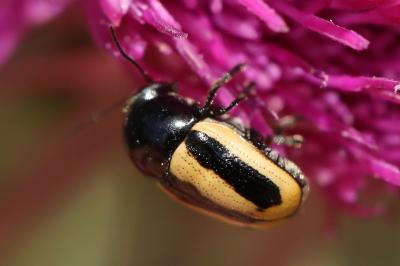 <i>Cryptocephalus vittatus</i>