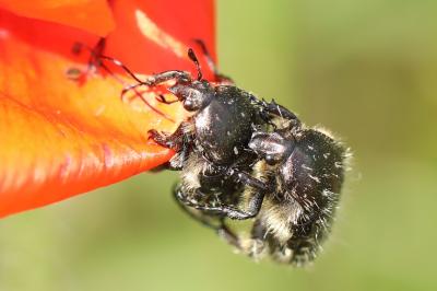 <i>Oxythyrea funesta</i>