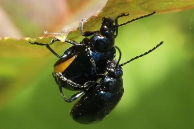 <i>Agelastica alni</i>