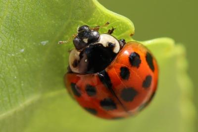 <i>Harmonia axyridis</i>