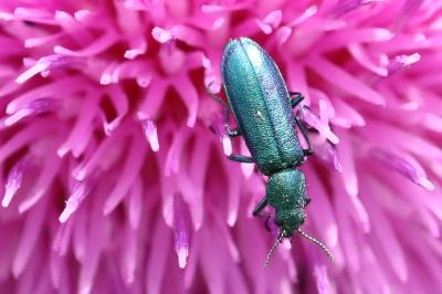 <i>Psilothrix viridicoerulea</i>