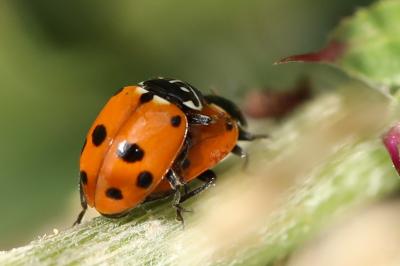 <i>Hippodamia variegata</i>