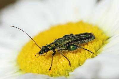 <i>Oedemera nobilis</i>