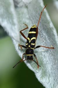 <i>Clytus arietis</i>