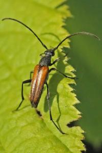 <i>Stenurella melanura</i>