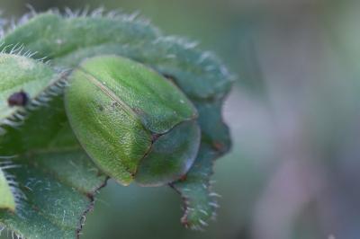 <i>Cassida viridis</i>