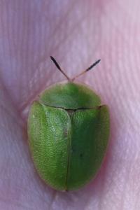 <i>Cassida viridis</i>