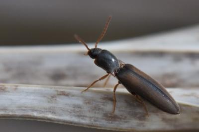 <i>Agriotes acuminatus</i>