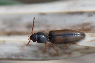 <i>Agriotes acuminatus</i>