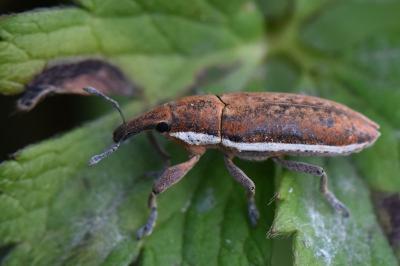 <i>Lixus ochraceus</i>