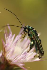 <i>Oedemera nobilis</i>