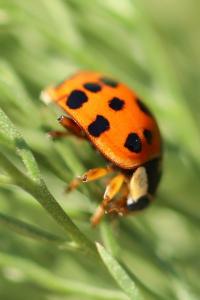<i>Harmonia axyridis</i>