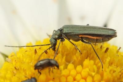 <i>Oedemera</i>