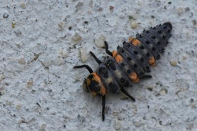 <i>Coccinella septempunctata</i>
