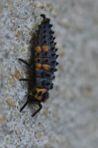 <i>Coccinella septempunctata</i>